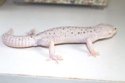 画像5: スノーW＆Yエクリプス（スネークアイ）スノーホワイトアンドイエロー　♂　ヒョウモントカゲモドキ
