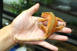 画像3: スーパーレッド　　♂♀ペア　　クレステッドゲッコー