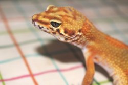 画像2: マンダリンタンジェリン×スーパーブラッドタンジェリン　クロス　　ヒョウモントカゲモドキ