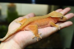 画像8: スーパーレッド　　♂♀ペア　　クレステッドゲッコー