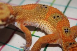 画像3: マンダリンタンジェリン×スーパーブラッドタンジェリン　クロス　　ヒョウモントカゲモドキ