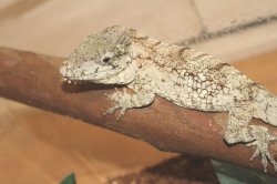 画像6: フトヒゲカメレオンモドキ（バルバータス）♂♀ペア完売しました