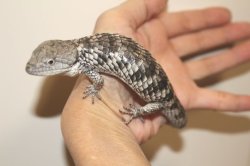 画像2: デップキノボリアリゲータートカゲ　　デッピー　♂♀ペア			