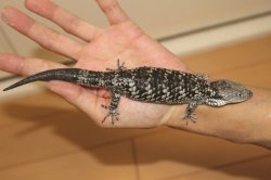 画像6: デップキノボリアリゲータートカゲ　　デッピー　♂♀ペア			