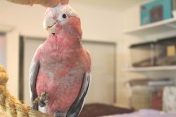 画像3: モモイロインコＨＢ１６００８７男の子お迎え頂きました♪
