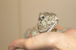 画像11: フトヒゲカメレオンモドキ（バルバータス）♂♀ペア完売しました