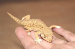 画像5: ヘルメットゲッコー　国内CB　♂♀ペア