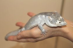 画像8: セアカツノキノボリアリゲータートカゲ　♂♀ペア			