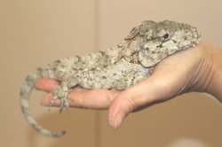 画像10: フトヒゲカメレオンモドキ（バルバータス）♂♀ペア完売しました