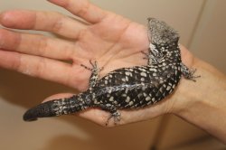 画像7: デップキノボリアリゲータートカゲ　　デッピー　♂♀ペア			