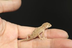 画像4: ヘルメットゲッコー　EUCB　ベビー　A個体