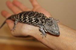 画像9: デップキノボリアリゲータートカゲ　　デッピー　♂♀ペア			