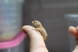 画像2: ヘルメットゲッコー　EUCB　ベビー　A個体