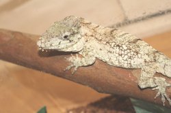 画像8: フトヒゲカメレオンモドキ（バルバータス）♂♀ペア完売しました