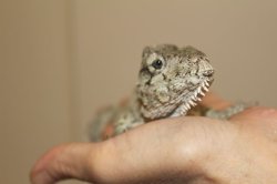 画像4: フトヒゲカメレオンモドキ（バルバータス）♂♀ペア完売しました