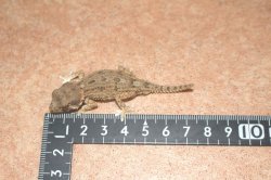 画像4: ヘルメットゲッコー　国内CB　♂♀ペア