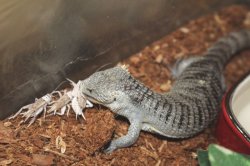 画像13: セアカツノキノボリアリゲータートカゲ　♂♀ペア			