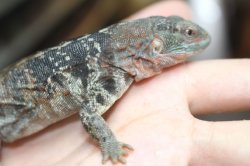 画像8: ユカタントゲオイグアナ　♂♀ペア