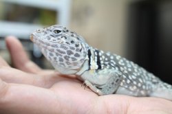 画像4: クビワトカゲ　ぴかぴかペア☆