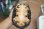 画像5: カントンクサガメ　♂