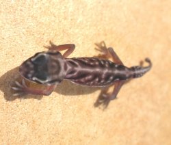 画像8: デレアンタマオヤモリ☆ＥＵＣＢペア１