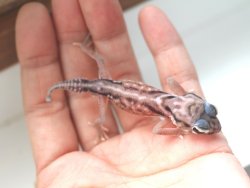 画像5: デレアンタマオヤモリ☆ＥＵＣＢペア１