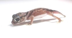 画像4: デレアンタマオヤモリ☆ＥＵＣＢペア１