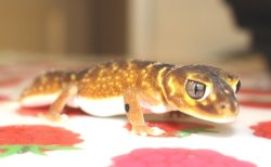 画像9: ナメハダタマオヤモリ☆ＥＵＣＢペア１