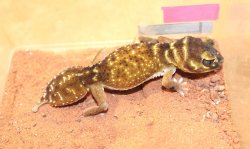 画像12: ナメハダタマオヤモリ☆ＥＵＣＢペア１
