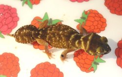 画像7: ナメハダタマオヤモリ☆ＥＵＣＢペア１