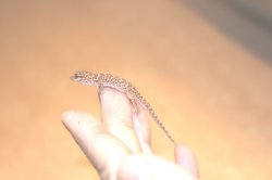 画像5: ビノエプリックリーゲッコー