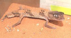 画像3: オビタマオヤモリ☆ＥＵＣＢペア