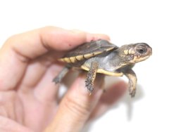 画像3: ガルフコーストハコガメ☆国内ＣＢ