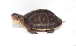 画像5: ガルフコーストハコガメ☆国内ＣＢ