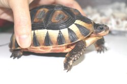 画像7: ソリガメ