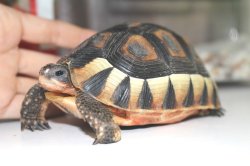 画像11: ソリガメ