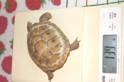 画像9: アルビノヘルマン♂☆ＥＵＣＢ