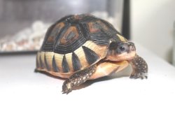 画像6: ソリガメ