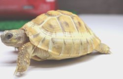 画像5: アルビノヘルマン♂☆ＥＵＣＢ