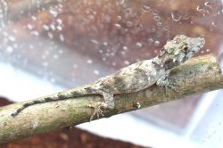 画像7: バルバータスカメレオンモドキＥＵＣＢ☆ペア(ご売約済）