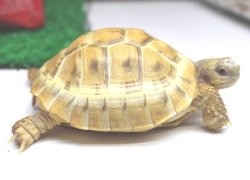 画像4: アルビノヘルマン♂☆ＥＵＣＢ