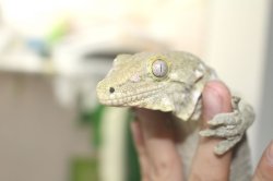 画像7: ニューカレドニアジャイアントゲッコー　グランテラ　タイプA　♂♀ペア　