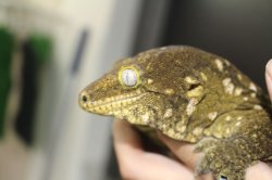 画像2: ニューカレドニアジャイアントゲッコー　グランテラ　タイプA　♂♀ペア　