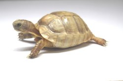 画像6: マルギナータキャラメルアルビノＥＵＣＢショートボディ♪