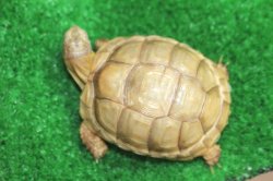 画像4: マルギナータキャラメルアルビノＥＵＣＢショートボディ♪