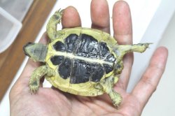 画像7: ニシヘルマンＥＵＣＢ★多甲板★完売しました