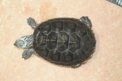 画像7: コンセントリックカロリナダイヤモンドバックテラピン