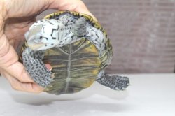 画像3: コンセントリックカロリナダイヤモンドバックテラピン