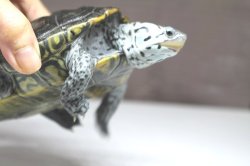 画像5: コンセントリックカロリナダイヤモンドバックテラピン