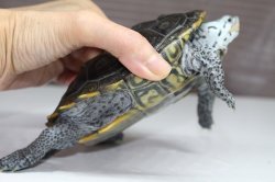 画像6: コンセントリックカロリナダイヤモンドバックテラピン